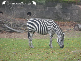 Zoo / Zebra